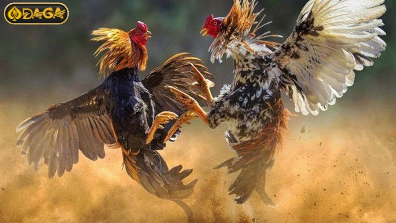Luật chơi đá gà cơ bản Luật chơi đá gà cơ bản