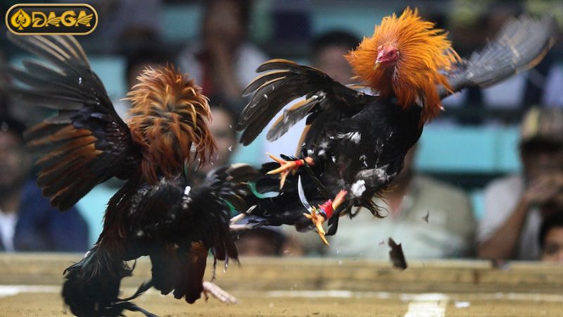 Hiểu rõ luật chơi đá gà cựa dao để nắm chắc phần thắng Hiểu rõ luật chơi đá gà cựa dao để nắm chắc phần thắng